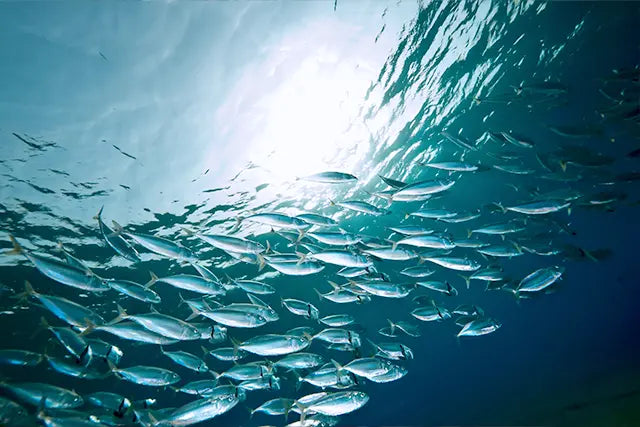 Ocean